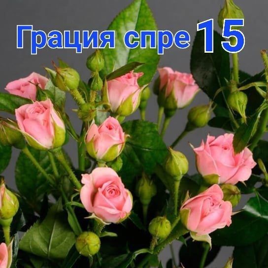 Atirgul ko'chatlari sotiladi