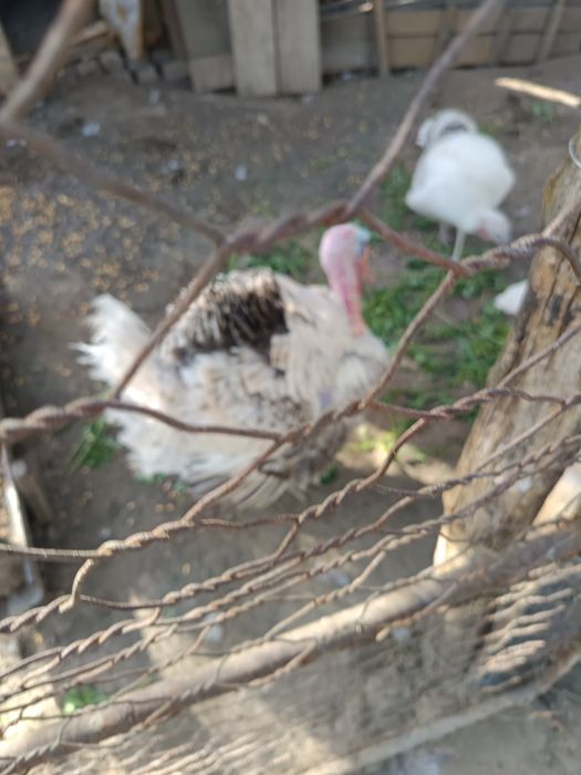 De vânzare 1 curcan și 4 curci