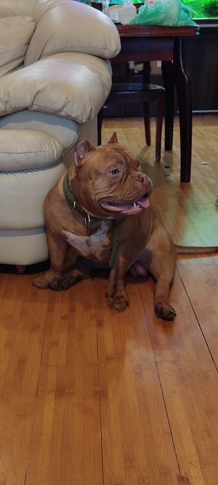 Американский булли. Родословная АВКС.