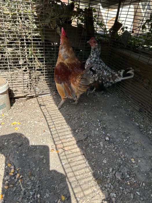 Продам пару бендамок