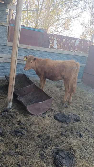 Ұрғашы баспақ сатылады