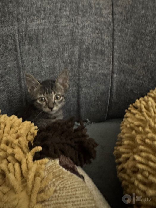 Котята маленькие домашние