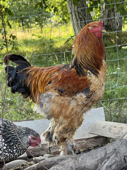 vând cocoș brahma
