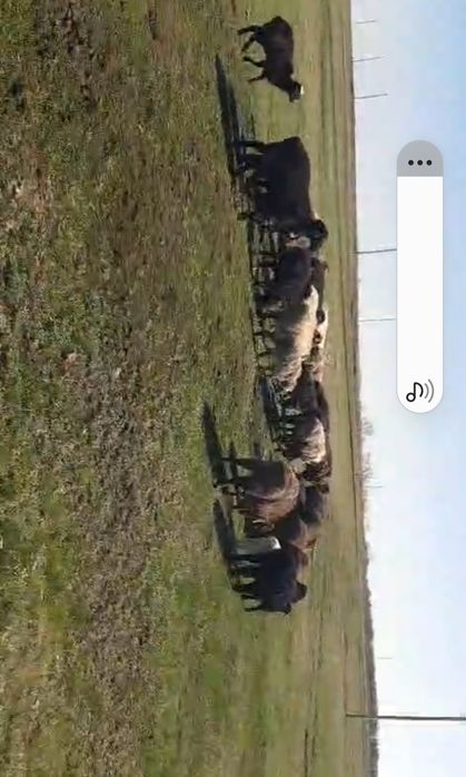 Бараны овцы ягнятами