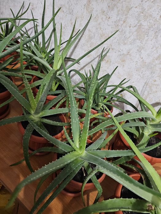 Алое вера лечебный