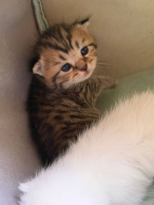 Продается котята скотиш фолд турецкая ангора