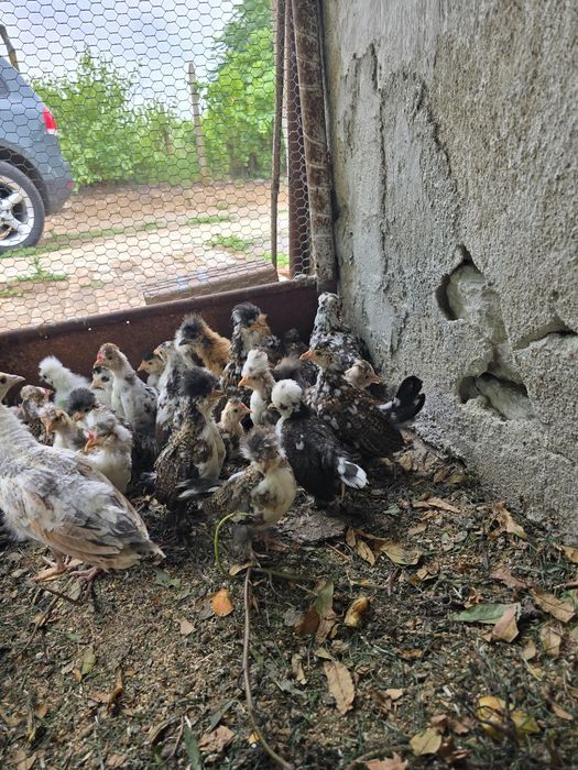 Струмски бантам пилета