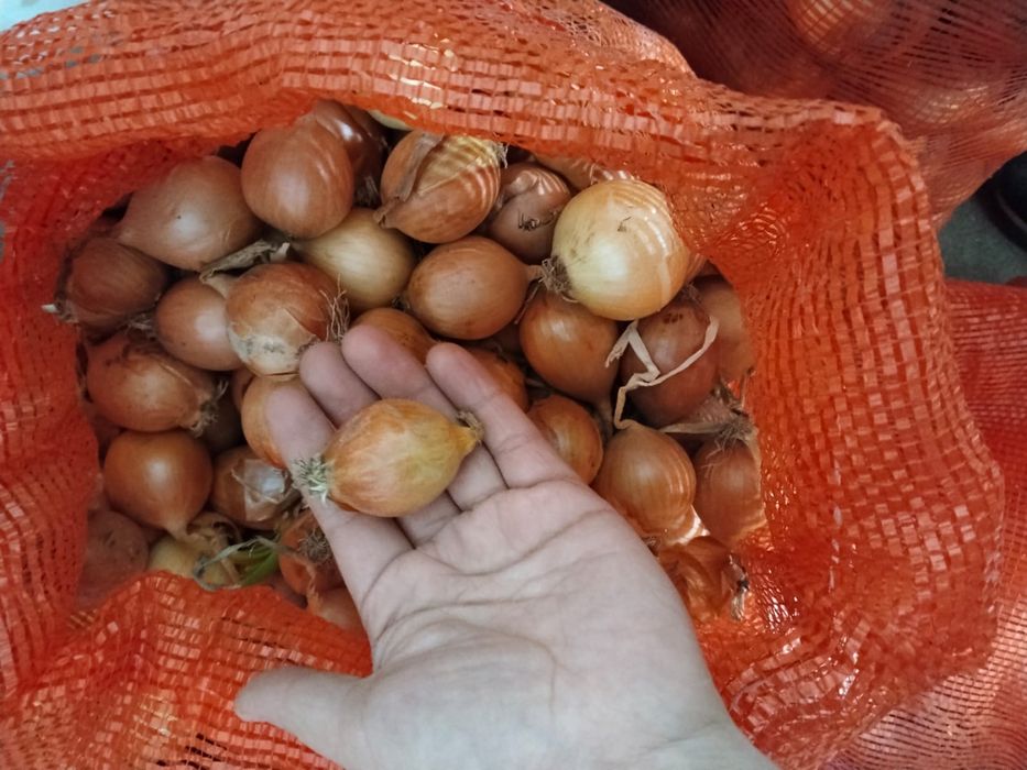 Лук мелкий и средний