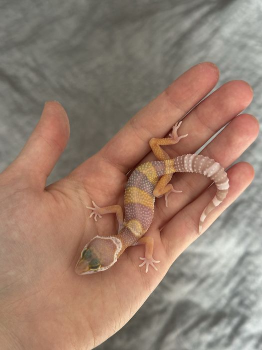 Эублефар малышь