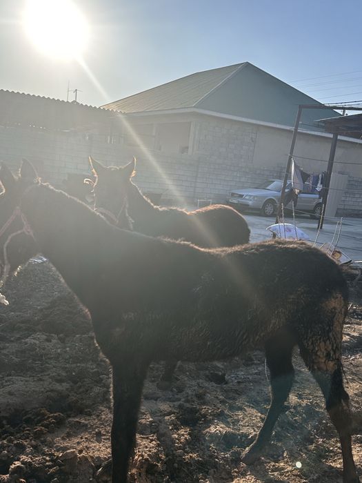 жабағы,жылқы сатылады