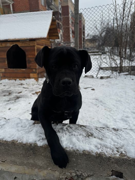 Ego Cane Corso Его Кане Корсо