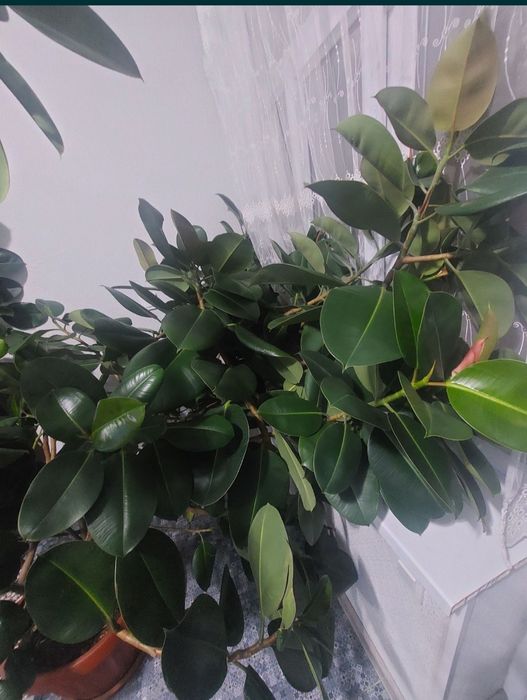 Фикус каучуковый
