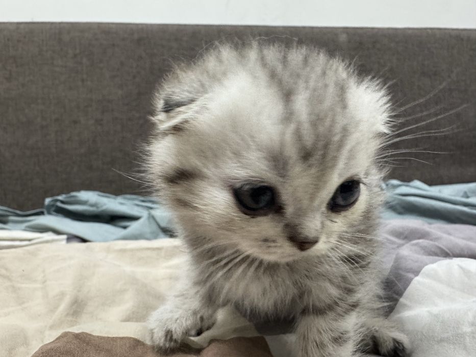 Котята шотландские