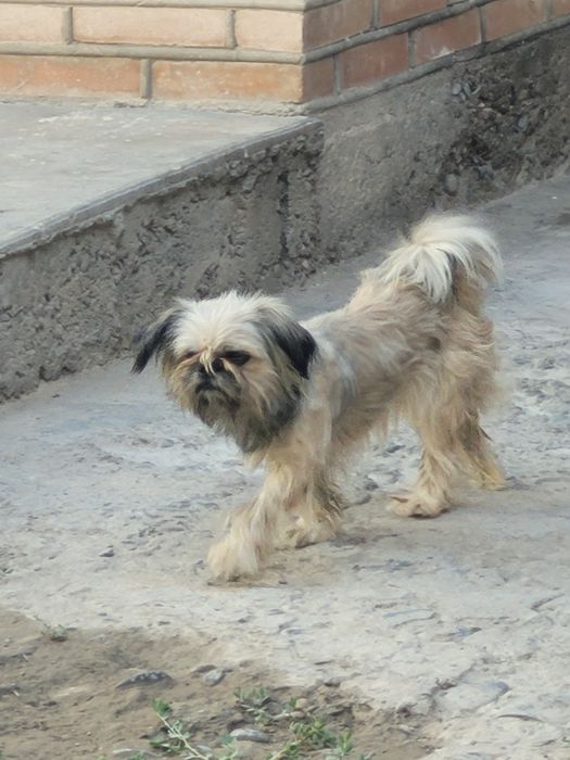 Kuchuk sotiladu Zoti Shih tzu