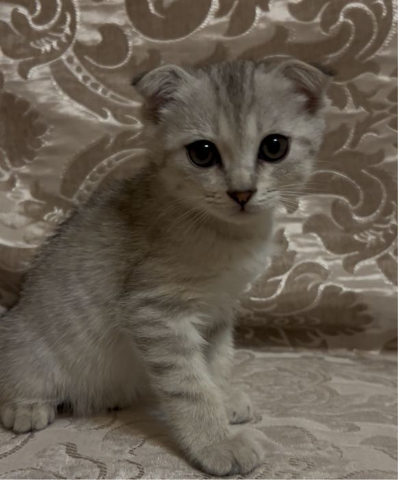 Продаётся шотландский вислоухий котёнок