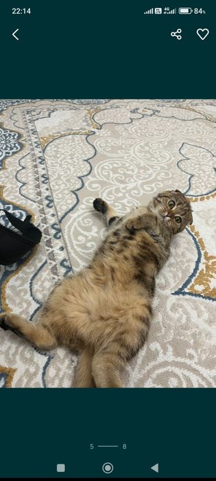 Кошка шотландская вислоухая девочка