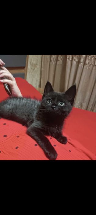 Британец с тайской кошкой