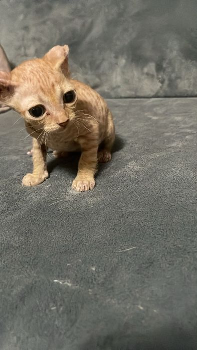 Продам    котят.