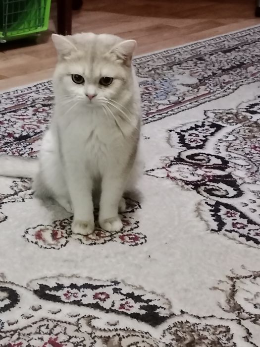 Вязка   Кот Золотая Шиншилла.