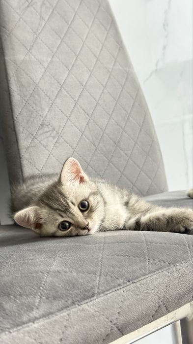 Продаются шотландские котята