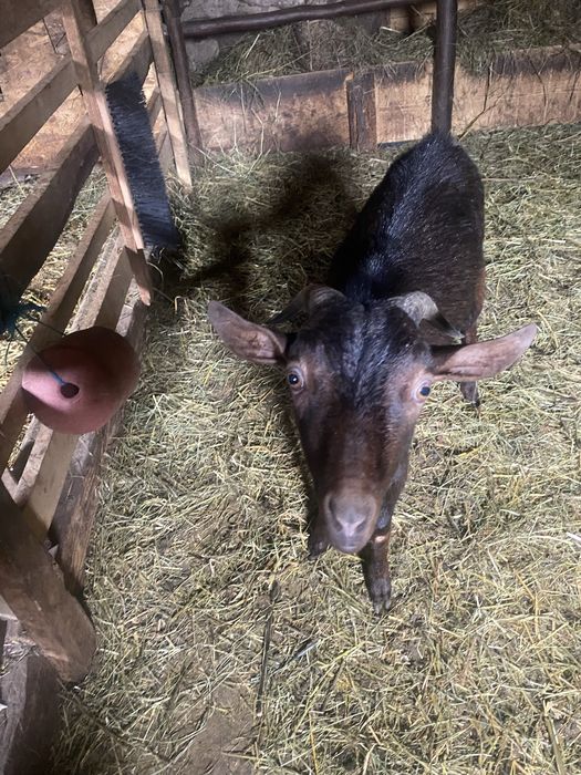 Tapisori de vanzare.