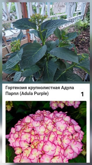Гортензии крупнолистные