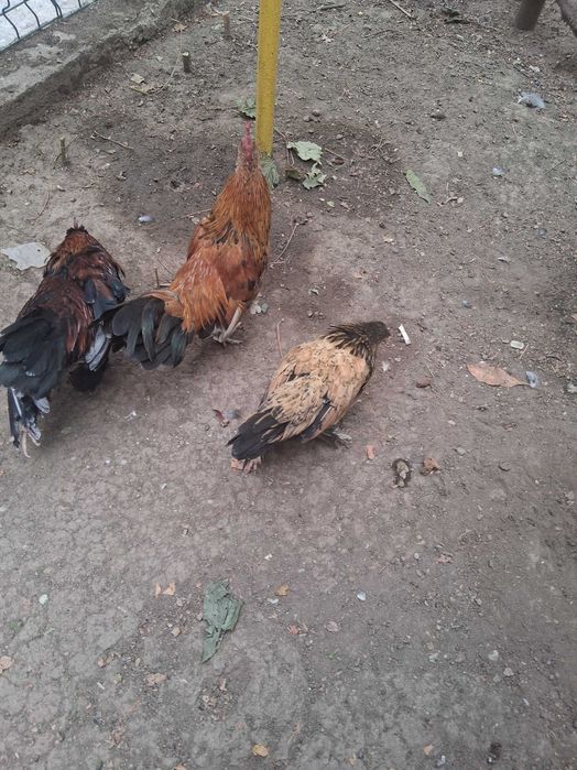Găinușe și cocoșei pitice