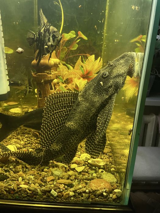 Аквариумные рыбки