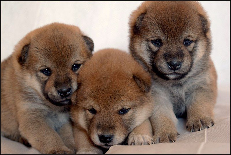 японская шиба на продажу