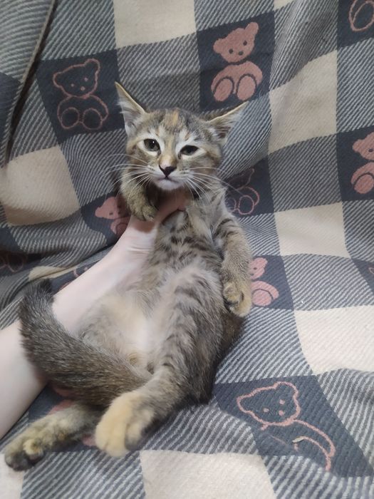 Продаются милые игривые кошечки