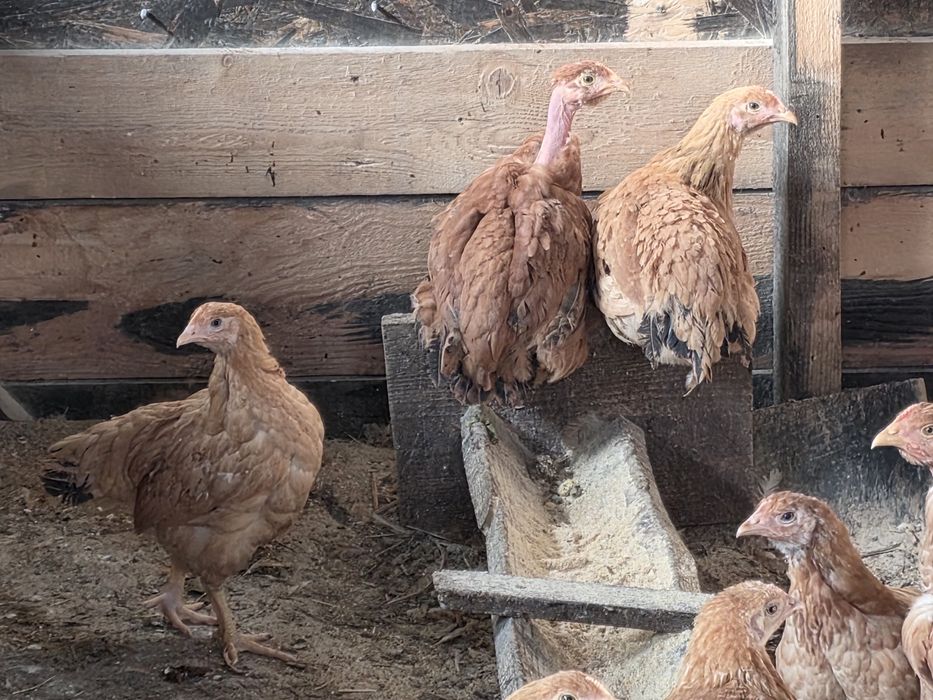 Pui rasa mixta de 3 luni