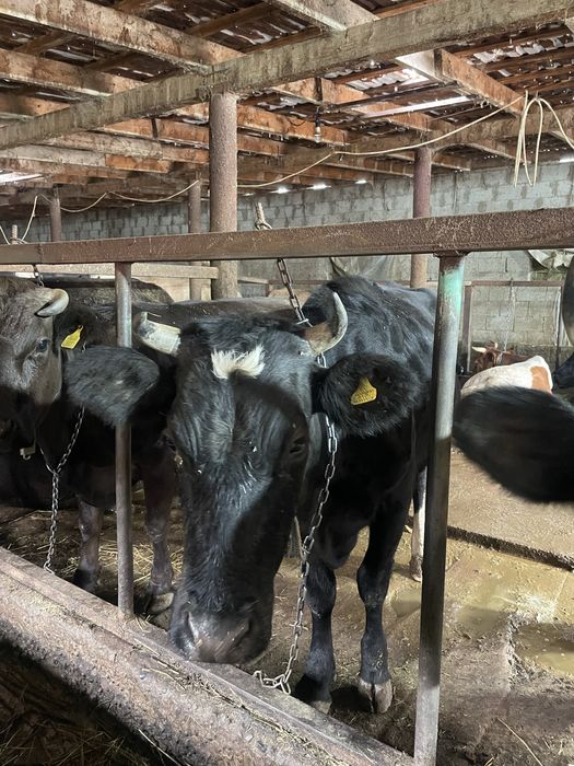 Продам две коровы с теленком