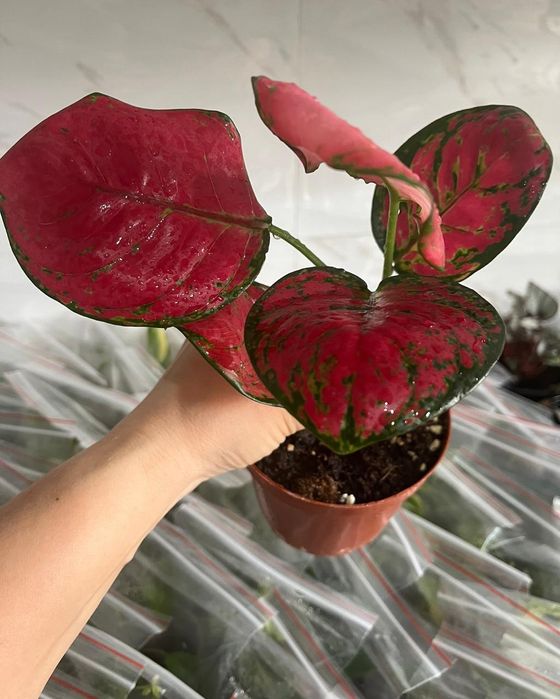 Комнатные растения