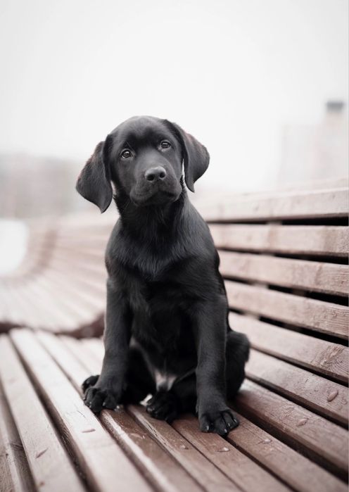 Лабрадор ретривер продается !