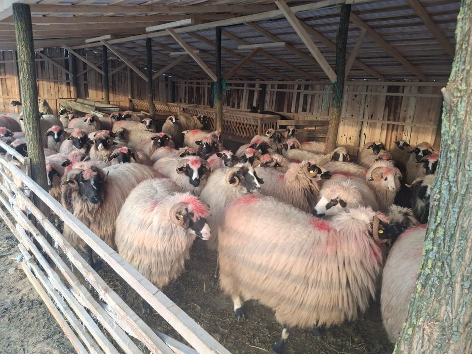 Vand 50 oi breze/miei