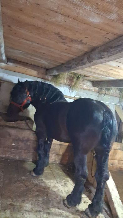 Vând cal varsta 6 ani