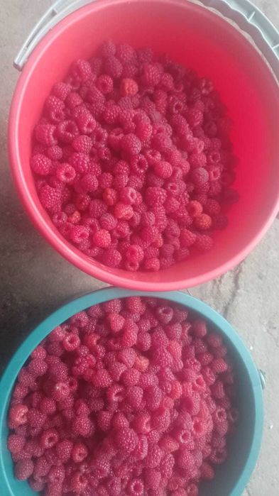 Butas  de zmeura POLKA