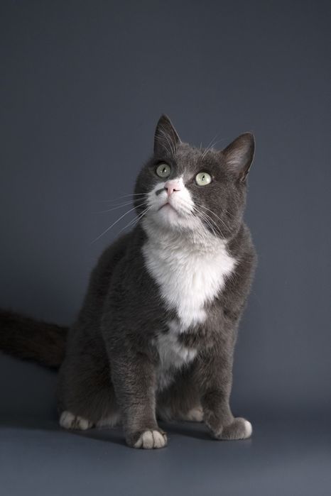 Мультик в частный дом