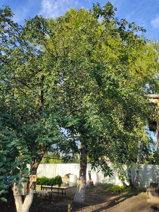 Продам дачу.  С/О Дружба.