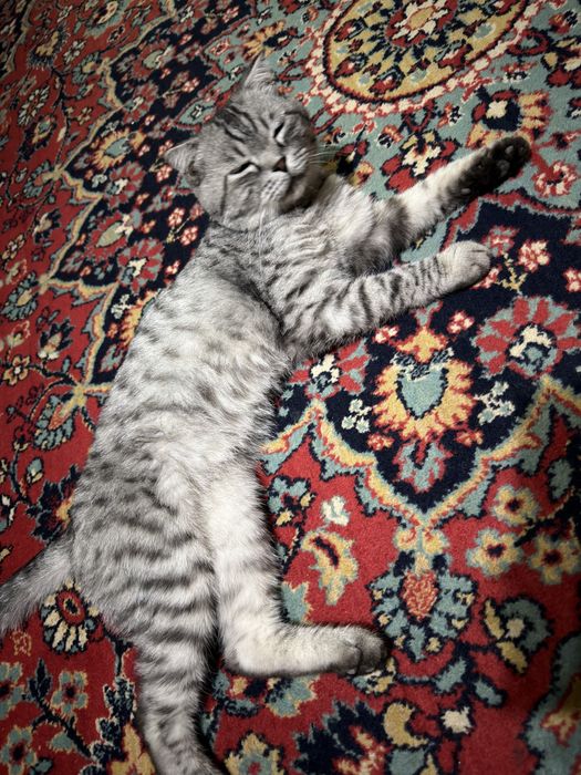 Mushuk British Shorthair