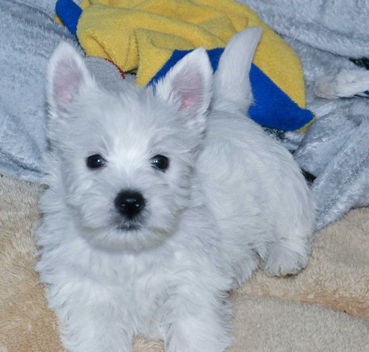 catelusa westie cu pedigree
