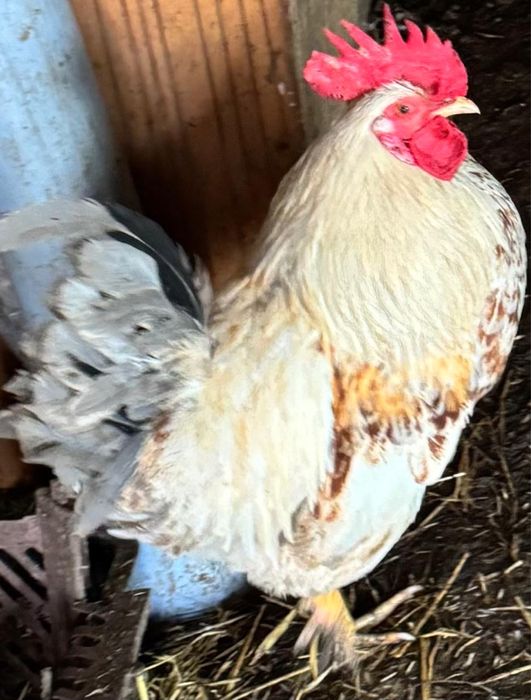 Продам домашних петухов