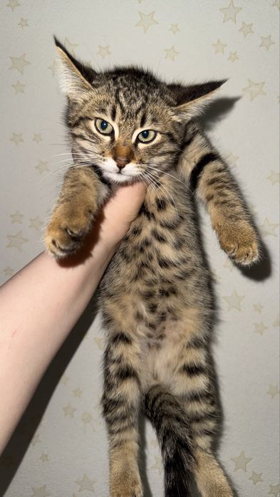 Котята бесплатно