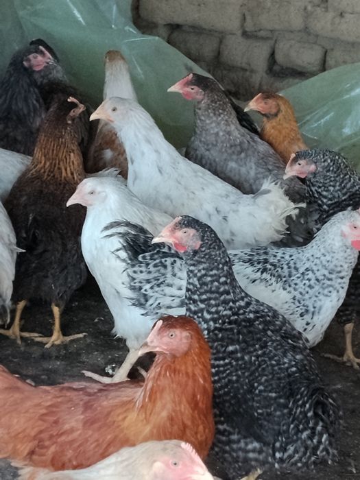 Ярки и пилета пуйчета