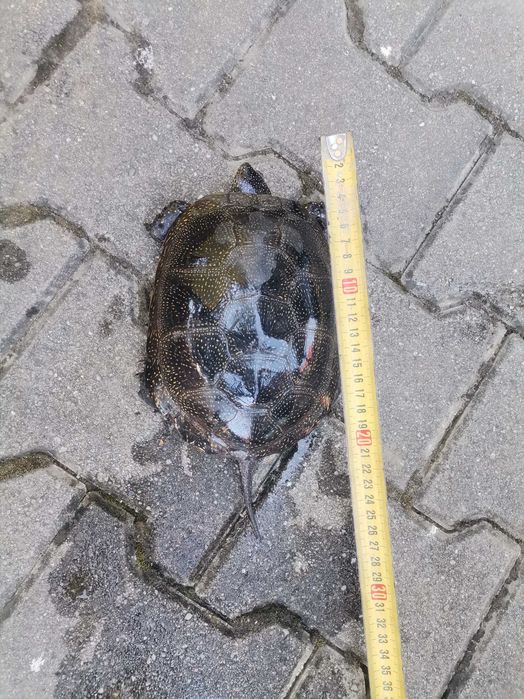 Broasca țestoasă