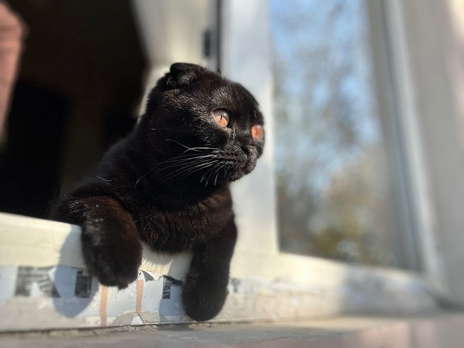 Котик шотландский вислоухий