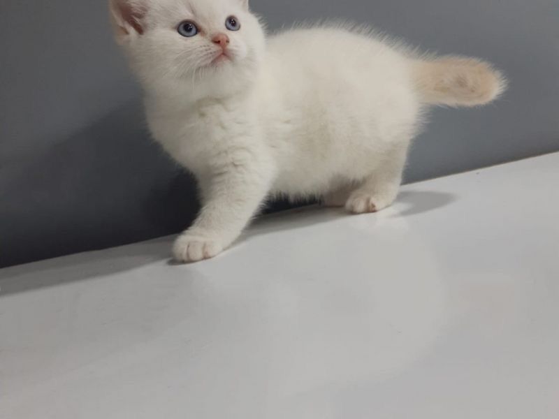 Ragdoll activ si jucaus