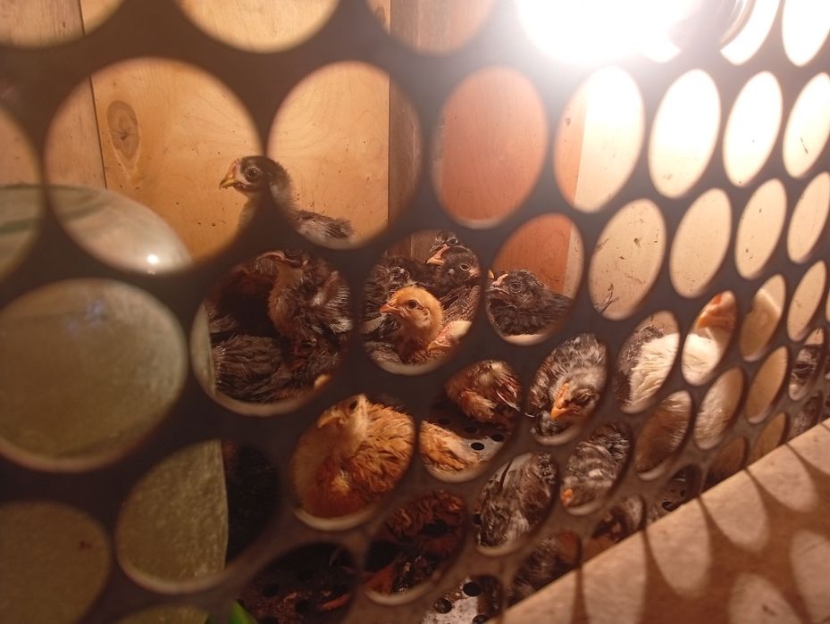 Продам цплята черный австролоп