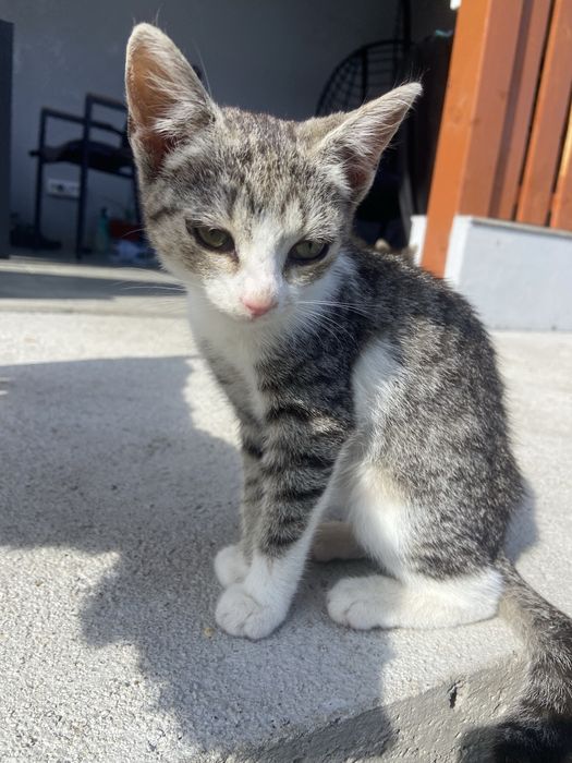 Donez 2 pisici, o fata si un baiat