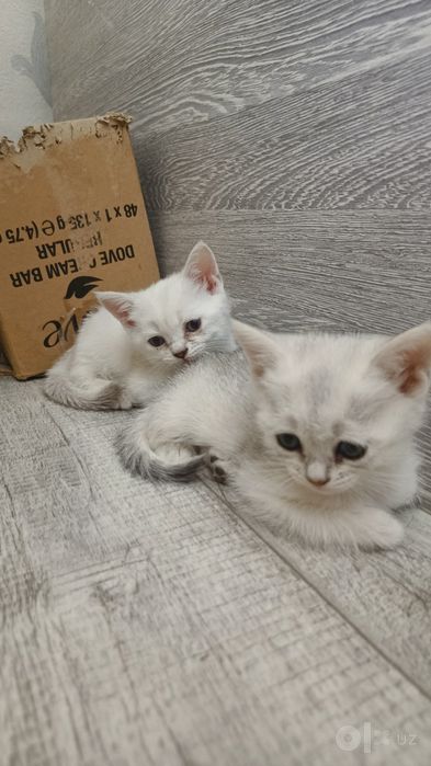 Продается котята